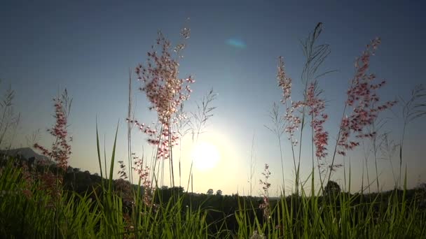 Trawa kwiat na polu z tło zachód słońca niebo (Slow motion & Handheld strzał) — Wideo stockowe