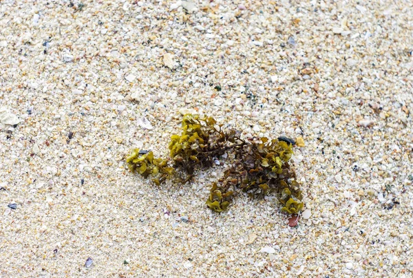 Havet växt på stranden — Stockfoto