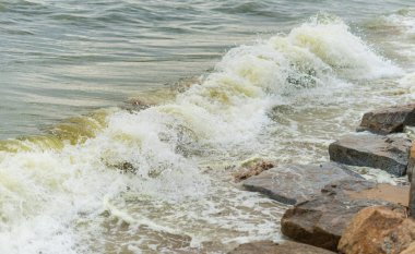 Plaj, Algal ile dalga deniz deniz çiçek