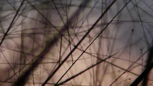 Silueta hierba con fondo del cielo puesta del sol — Vídeos de Stock