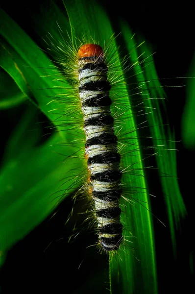 Worm on a grass in the garden — Stock Photo, Image