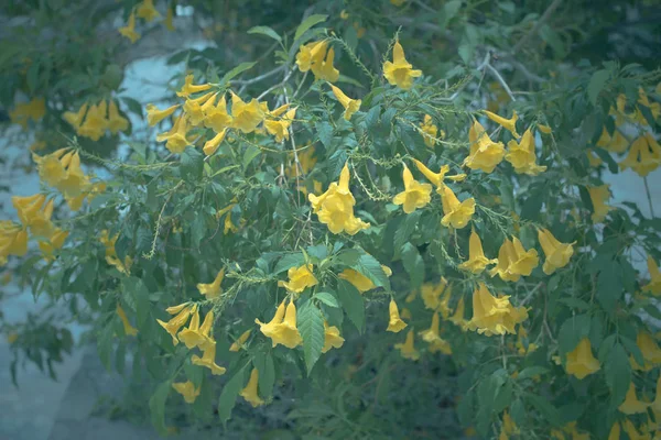 Flor amarela com estilo de cor vintage — Fotografia de Stock