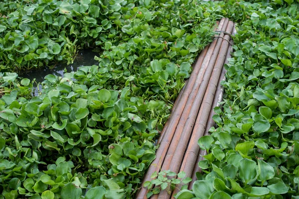 Bambu mengambang di sungai dengan eceng gondok air — Stok Foto