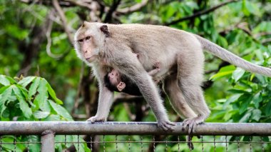 Anne ve bebek maymun metal Fransız