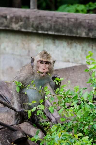 Joven mono comiendo hoja — Foto de Stock