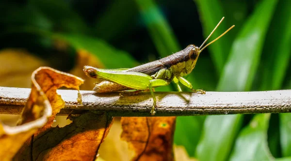 Green grasshopper on branch — Stock Photo, Image