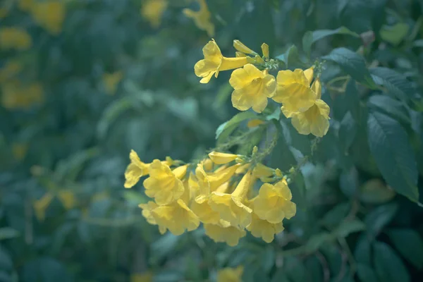 Gul blomma med vintage färg stil — Stockfoto