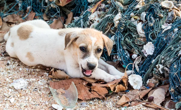 Cute puppy dog play with junk at beach — Stock Photo, Image