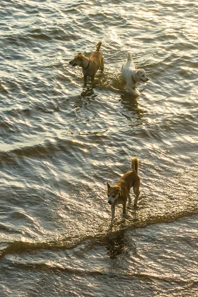 Deniz günbatımı ışığı efekti ile yürüyüş köpekler — Stok fotoğraf