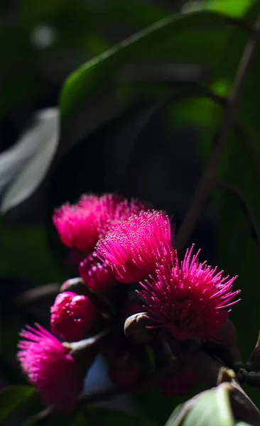 Çiçek Malay elma ağacı üzerinde — Stok fotoğraf