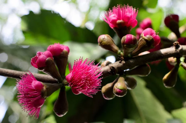 ツリー上のマレー語リンゴの花 — ストック写真