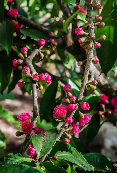 Flor de maçã malaia na árvore — Fotografia de Stock