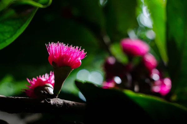 Flower of Malay apple on tree — Stock Photo, Image