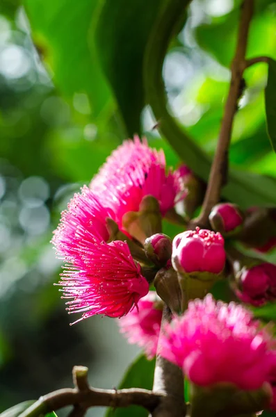 Flor de manzana malaya en el árbol —  Fotos de Stock
