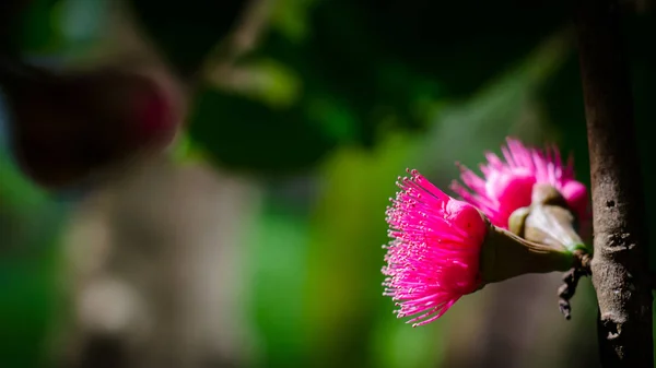 Flower of Malay apple on tree — Stock Photo, Image