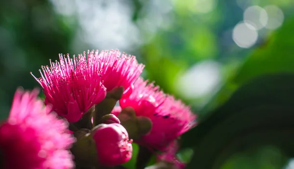 Flor de maçã malaia na árvore — Fotografia de Stock