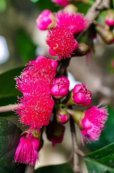 나무에 말레이 애플의 꽃 — 스톡 사진