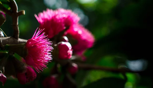 Flor de maçã malaia na árvore — Fotografia de Stock