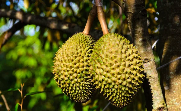 Durian ağaçta, Tayland
