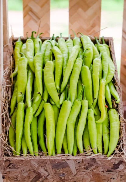 Grön paprika — Stockfoto