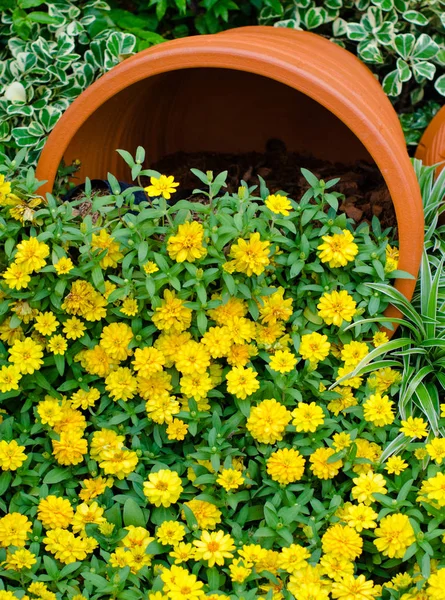 Yellow flower with pot — Stockfoto