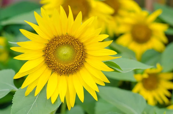 Nice sunflower blooming at farm — Stock Photo, Image