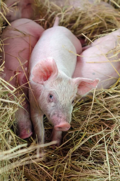 Cochon bébé regardant la caméra — Photo