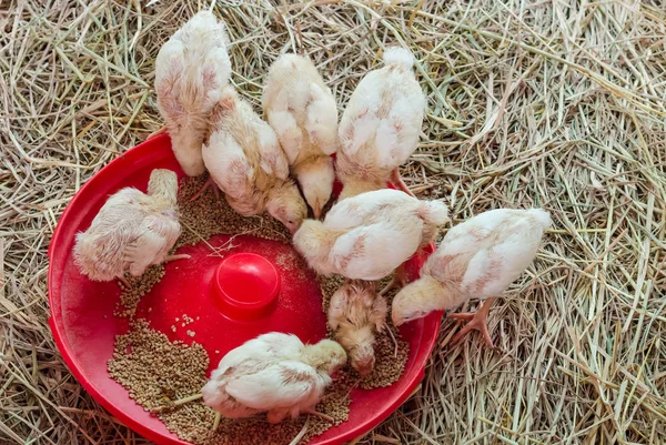 Grupo de frango bebê no prato de alimentação — Fotografia de Stock