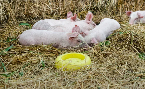 Група немовлят свині відкладена — стокове фото