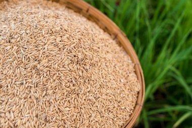 Alan arka plan bitki bambu sepet yeşil pirinç ve pirinç yasemin tohumları