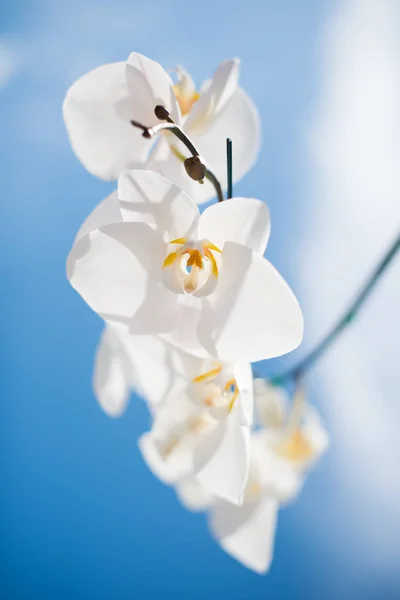 Orquídea agradável com fundo azul céu — Fotografia de Stock