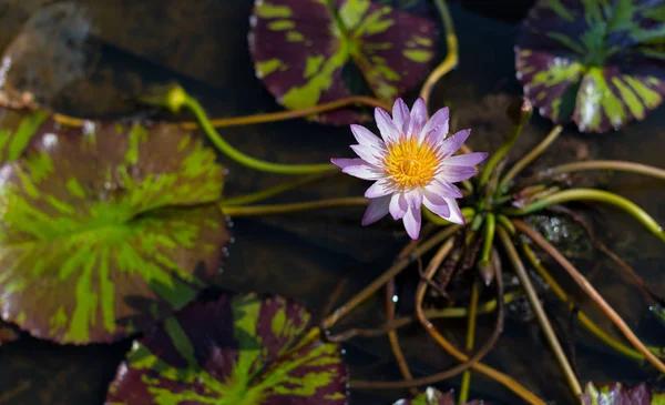 Belle fleur de lotus en fleurs — Photo