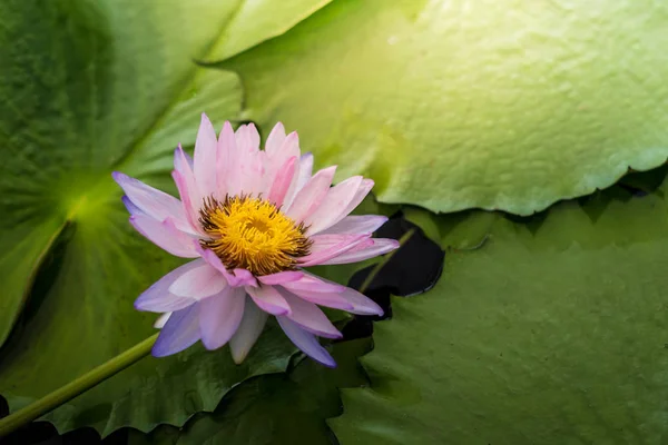 Belle fleur de lotus en fleurs — Photo