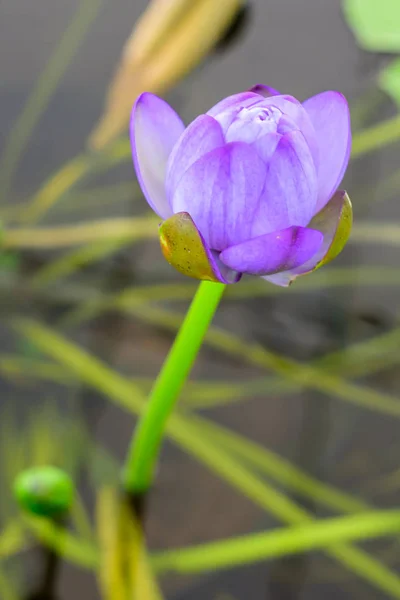 Belle fleur de lotus en fleurs — Photo