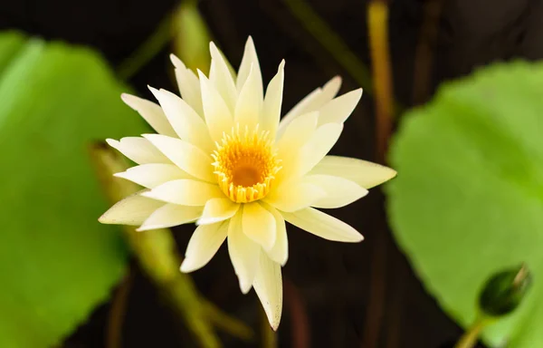 Belle fleur de lotus en fleurs — Photo