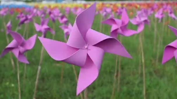 Rosa turbina eolica filatura dal vento in campo verde, Colpo palmare — Video Stock