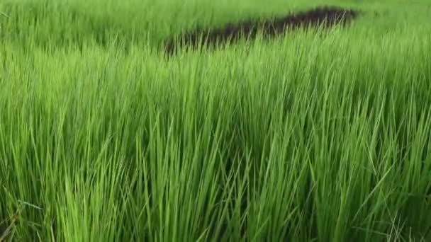 Zelená rýžová pole hnutí větrem, Handheld zastřelil — Stock video