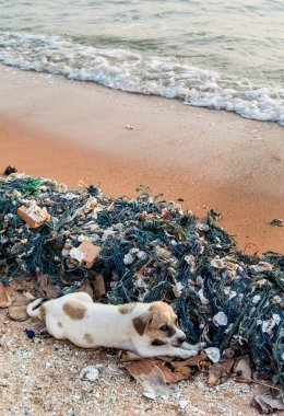 Önemsiz Beach ile şirin köpek yavrusu köpek oyun