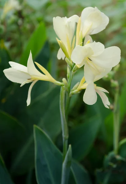 Canna 백합 꽃, 좋은 꽃 식물 — 스톡 사진