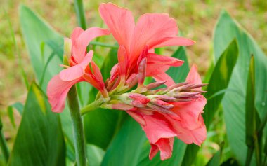 Canna lily çiçek, güzel çiçek bitki