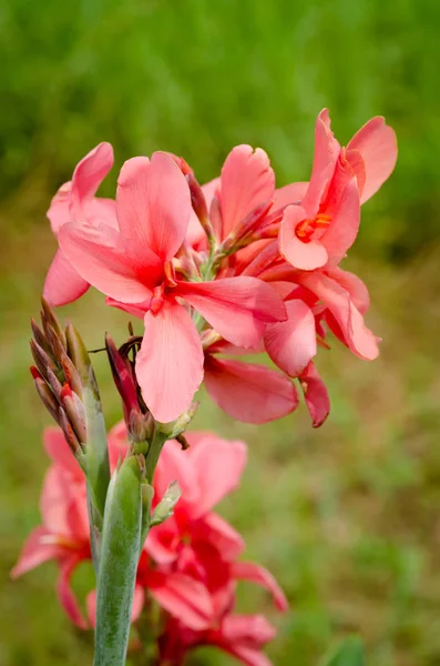 美人蕉百合花，漂亮的花植物 — 图库照片