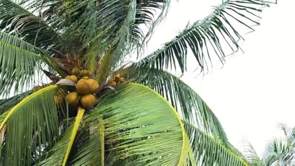 Coconut träd rörelse av vind med vit himmel — Stockvideo