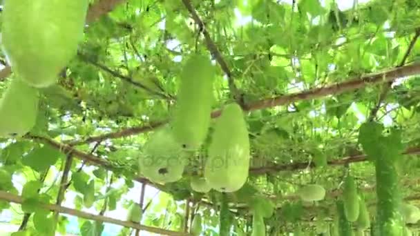 Vinter melon med handhållen på bambu struktur handhållna och vandrande skott — Stockvideo