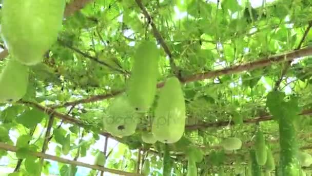 Melon musim dingin dengan genggam pada struktur bambu genggam dan gambar berjalan — Stok Video