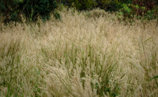 Champ de fleurs herbe — Photo