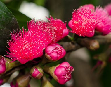 Çiçek Malay elma ağacı üzerinde