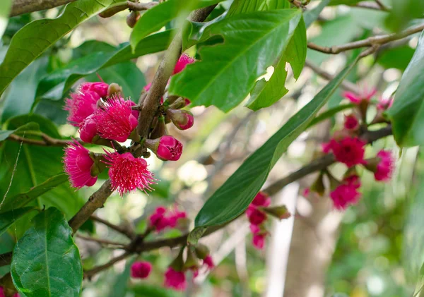 Flor de maçã malaia na árvore — Fotografia de Stock