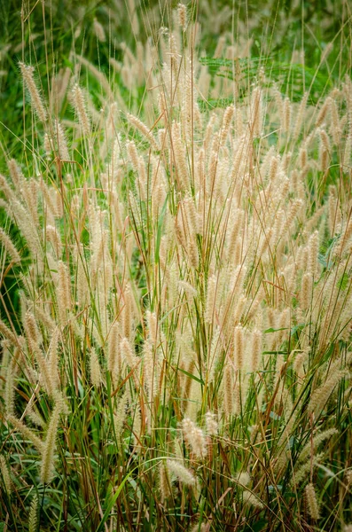 Gras Blume Feld Hintergrund — Stockfoto