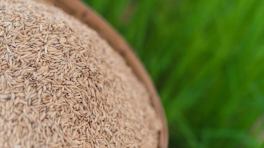 Alan arka plan bitki bambu sepet yeşil pirinç ve pirinç yasemin tohumları