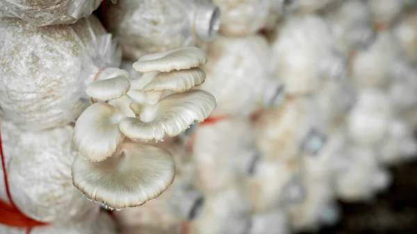 O cultivo de cogumelos — Fotografia de Stock